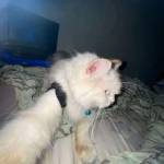 AJI BAGUS BANGXIT NUGROHO Profile Picture
