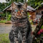 Rafli Pratama Profile Picture