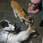 Atta Atta Profile Picture